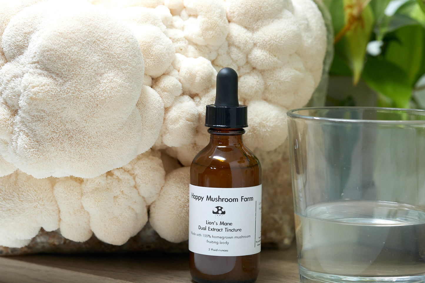Lion's Mane Double Extracted Tincture (2 or 4 oz)