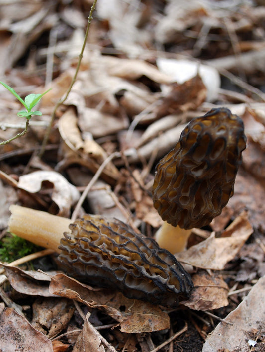 Black Morel Mushroom Liquid Culture kit