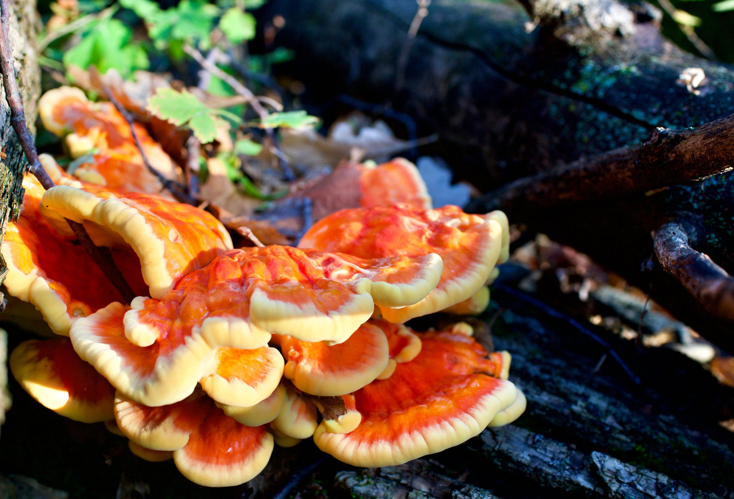 Chicken of the Woods Mushroom Liquid Culture Syringe kit