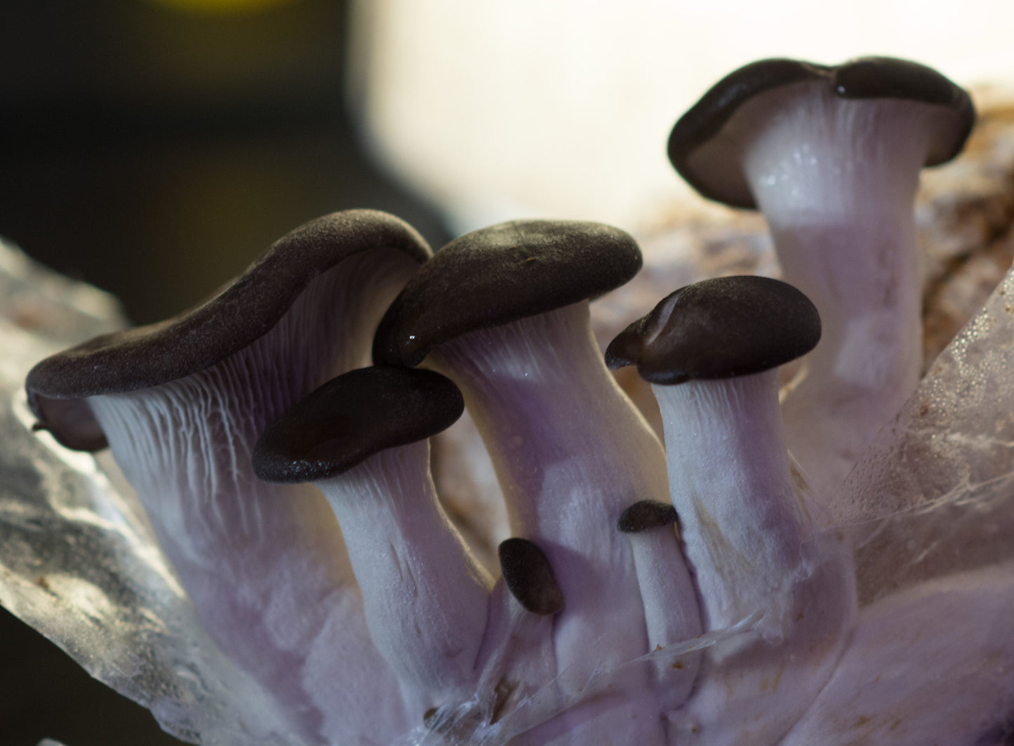 Black Pearl King Oyster Mushroom