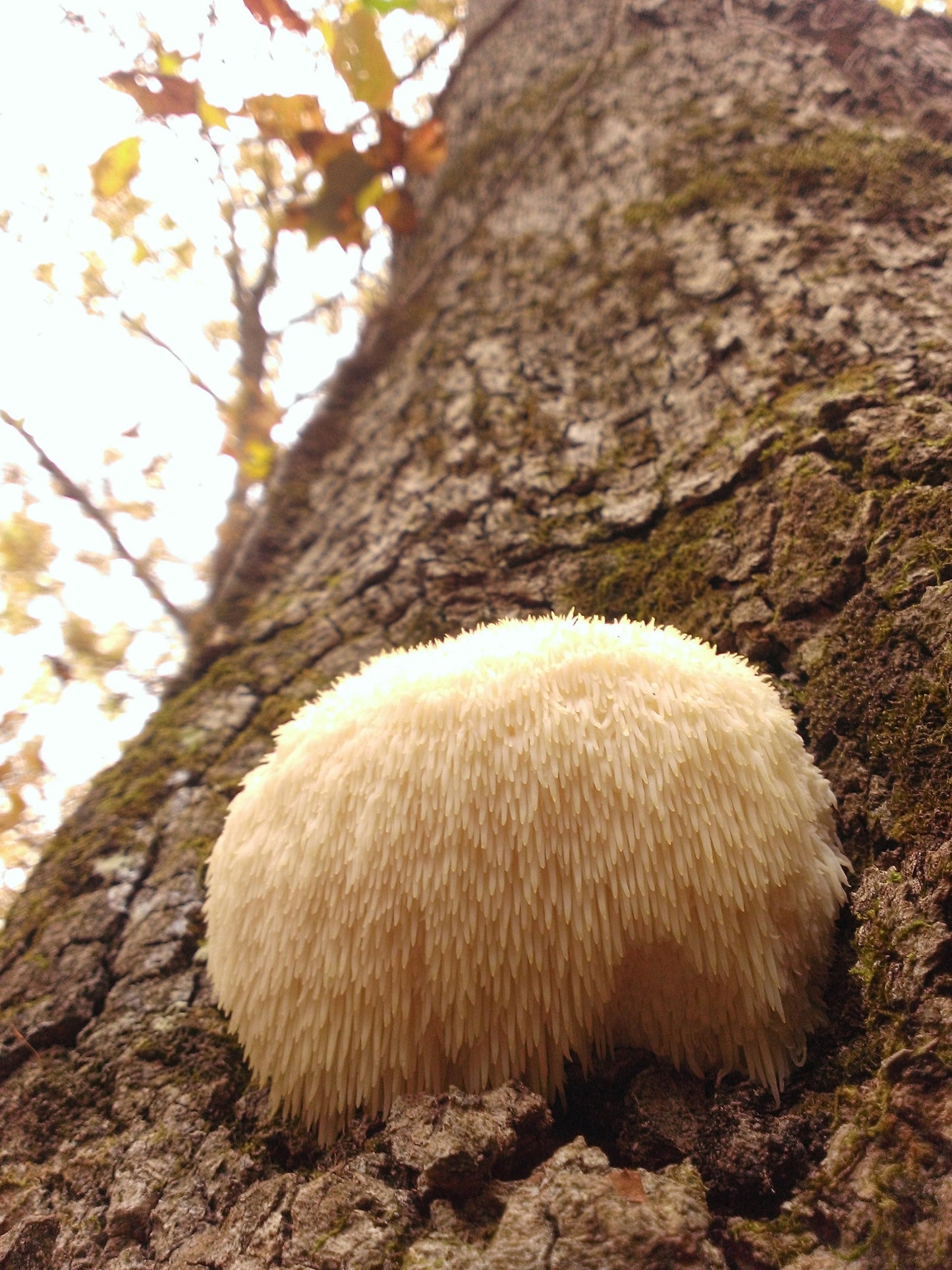 Lion's Mane Mushroom