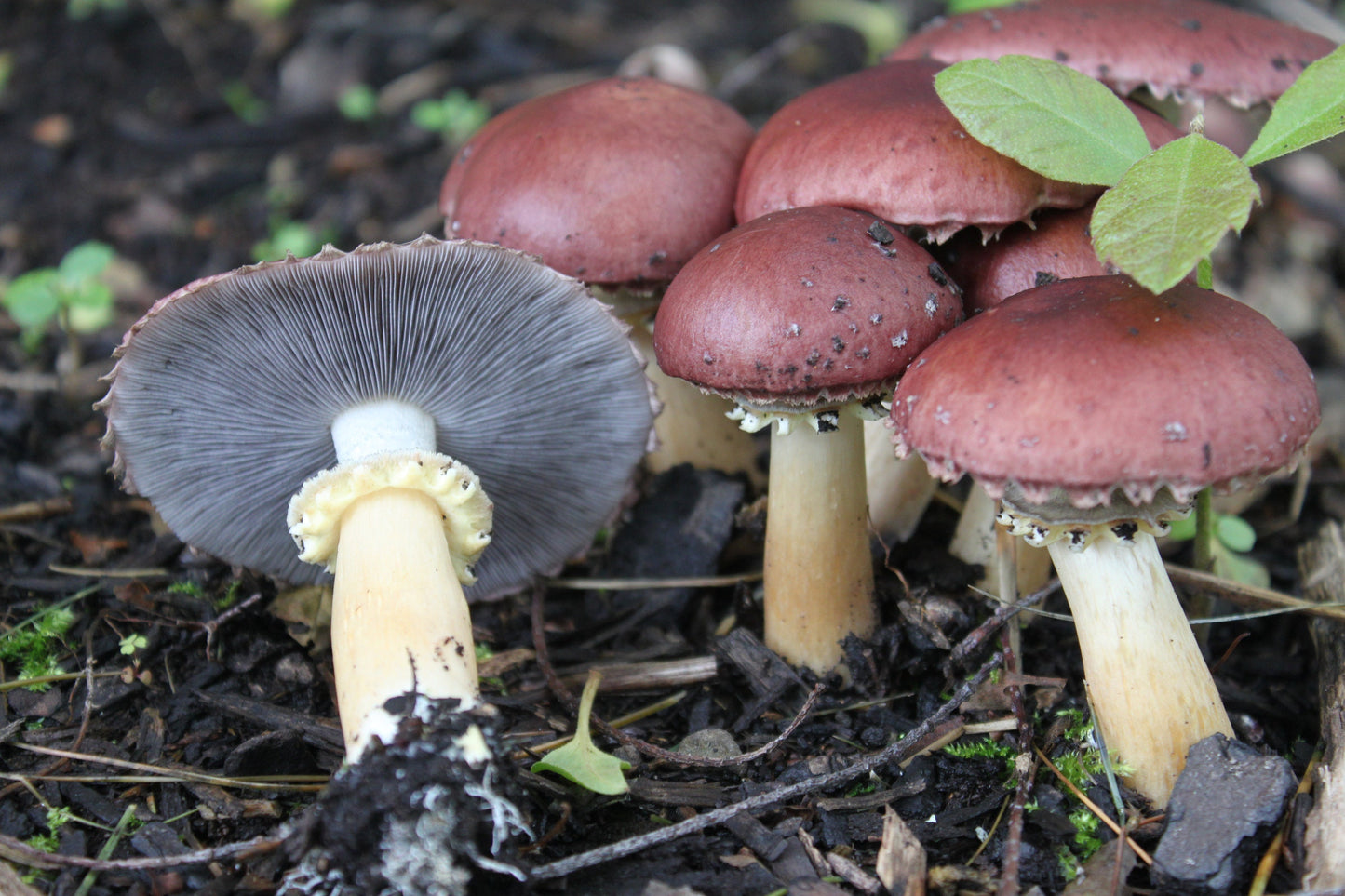 King Stropharia Wine Cap Garden Giant Mushroom