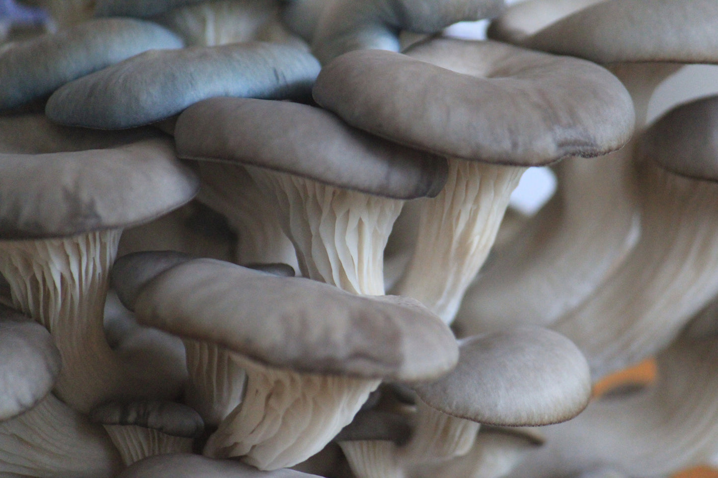 Blue Oyster Mushroom