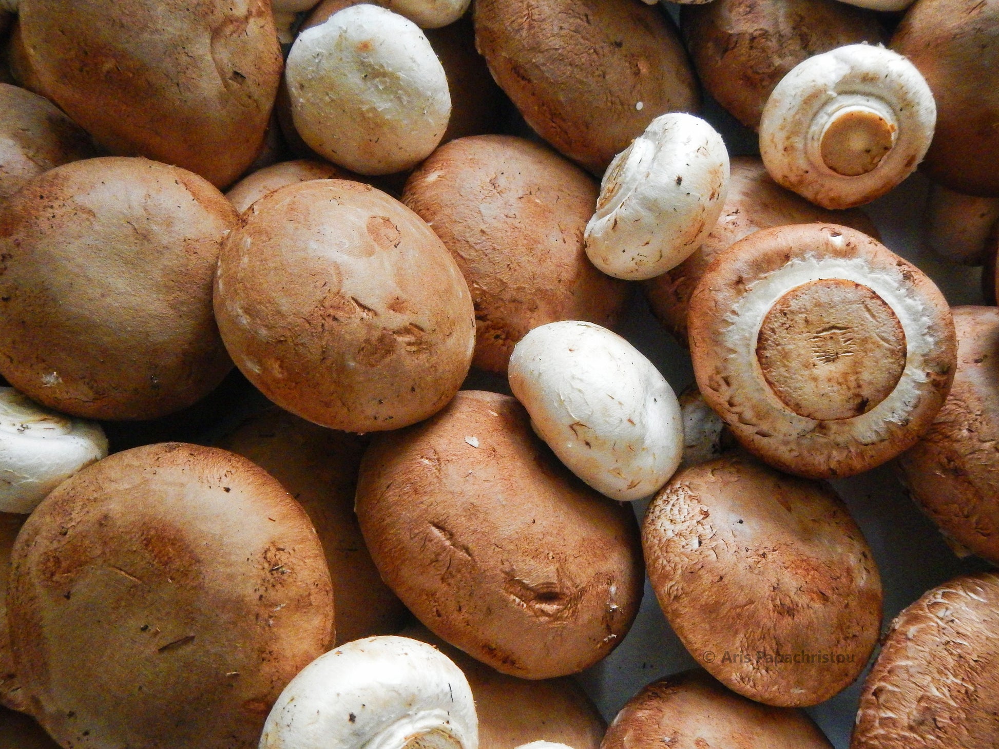 Portobello Mushroom Liquid Culture kit happymushroomfarm