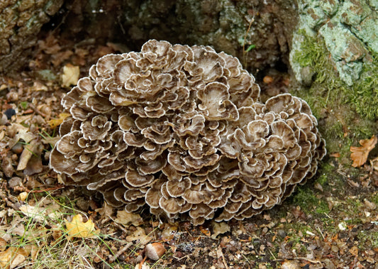 Hen of the Woods (Maitake) Mushroom Liquid Culture Syringe kit