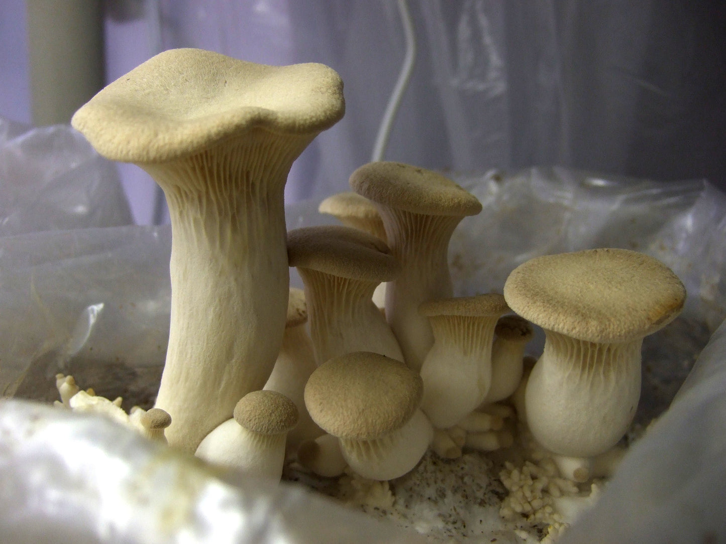 King Oyster Mushroom Liquid Culture kit