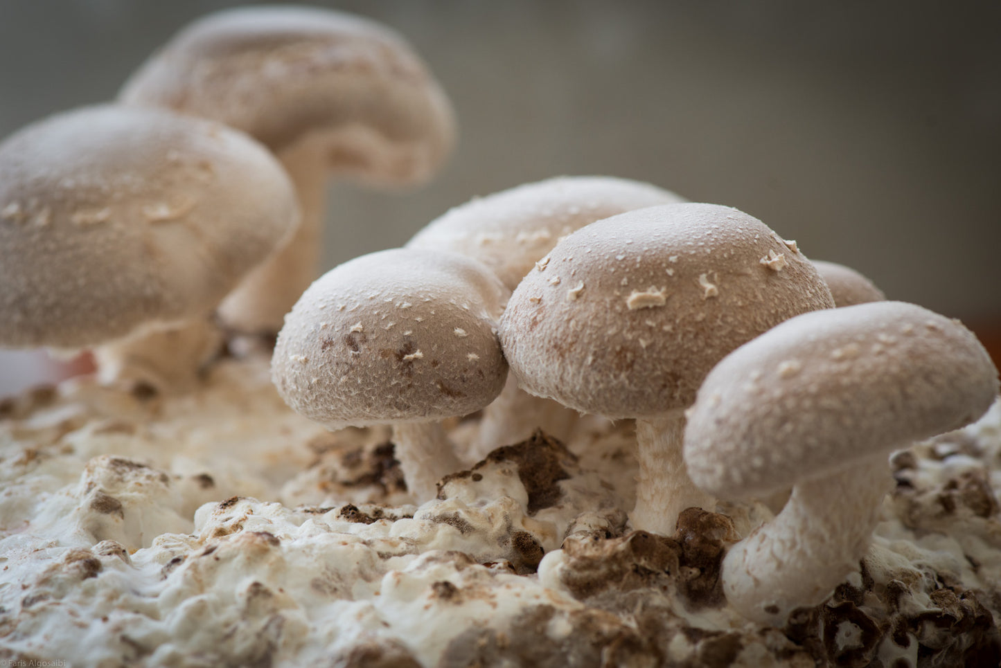 Shiitake Mushroom